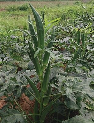 F-1 HYB Rockstar (Okra)