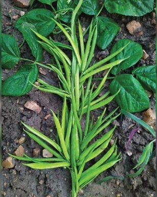 Super 62 (Cluster Beans – Guar)