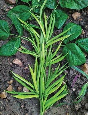 Super 62 (Cluster Beans - Guar)