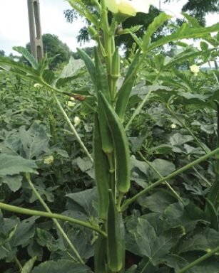 OKRA