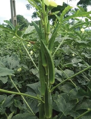 OKRA