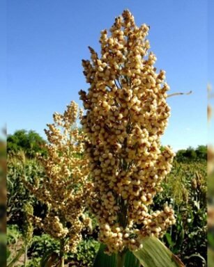 hybrid sorghum vikraal
