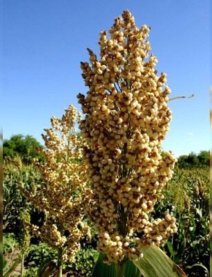 hybrid sorghum vikraal