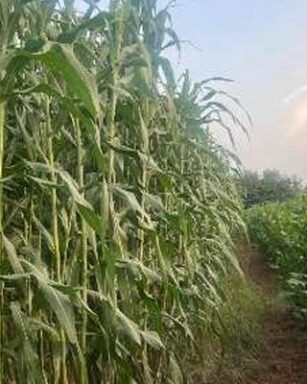 FLIXO-117 Fodder Seeds