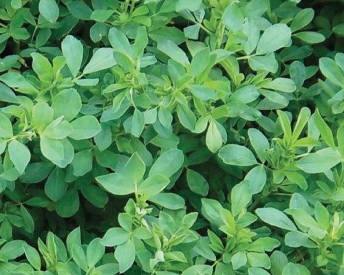 imgi 11 alfalfa (fodder crop) 28 04 2024 13 30 06