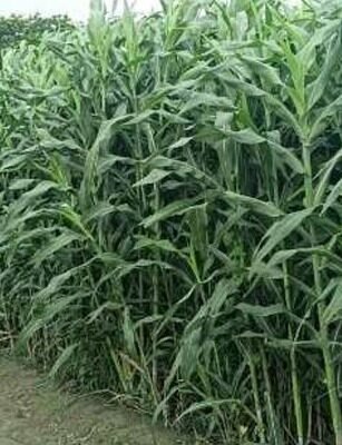 sweet sudan grass