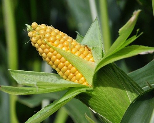 imgi 8 maize image 28 04 2024 13 25 22