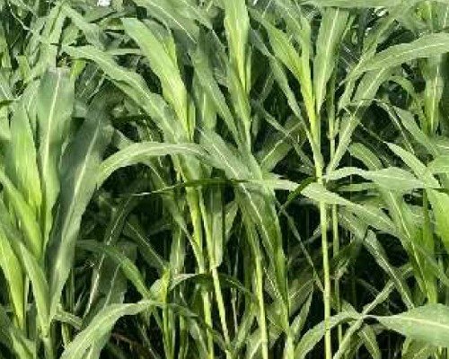 imgi 8 vegetable item 14 28 04 2024 13 25 533