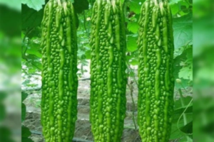 Bitter Gourd