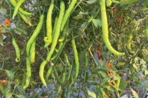 chilli seed
