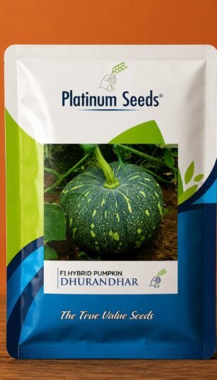 F1 Hybrid Pumpkin Dhurandhar