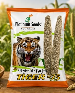 F1 Hybrid Bajra Tiger 75 Seeds