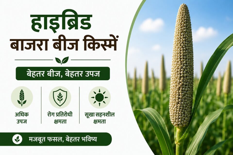 Hybrid Bajra Seed Varieties