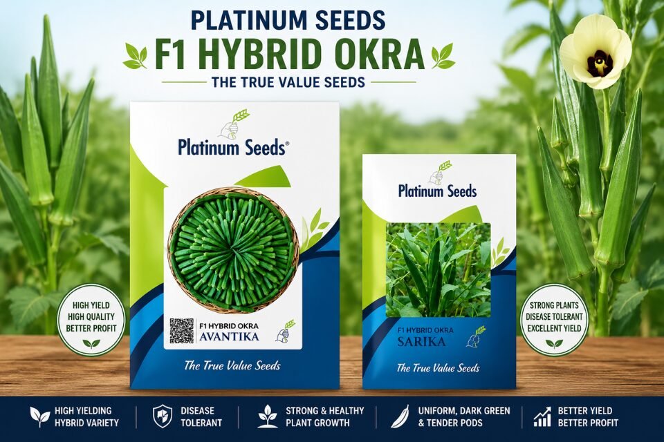Hybrid Okra Seeds