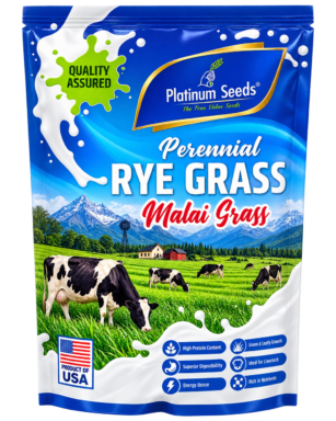 Perennial Rye Grass